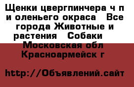 Щенки цвергпинчера ч/п и оленьего окраса - Все города Животные и растения » Собаки   . Московская обл.,Красноармейск г.